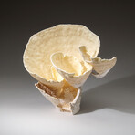 Genuine Lettuce Coral v.3