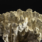 Genuine Green Fire Coral v.5