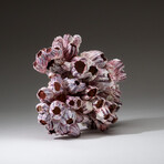 Genuine Purple Acorn Barnacle Coral v.4