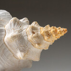 Genuine Horse Conch Shel