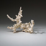 Genuine White Branch Coral v.1