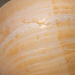 Genuine Large Volute Shell