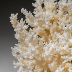 Genuine White Lace Coral v.3