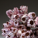 Genuine Purple Acorn Barnacle Coral v.4