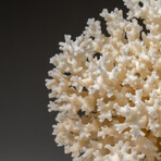 Genuine White Lace Coral v.2