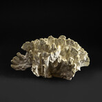 Genuine Green Fire Coral v.5