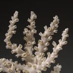 Genuine White Branch Coral v.2