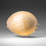 Genuine Large Volute Shell