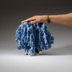 Genuine Blue Ridge Coral v.1