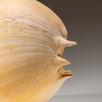 Genuine Large Volute Shell