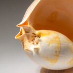 Genuine Large Volute Shell