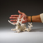 Genuine White Branch Coral v.1