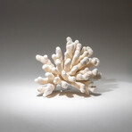 Genuine Cat's Paw Coral v.4