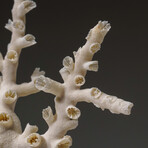 Genuine White Branch Coral v.1