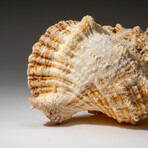 Genuine Murex Shell