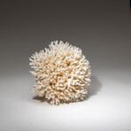 Genuine Birds Nest Coral v.4