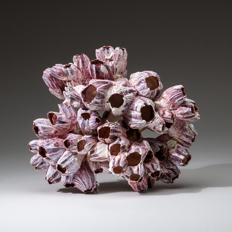 Genuine Purple Acorn Barnacle Coral v.4
