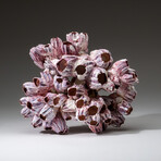 Genuine Purple Acorn Barnacle Coral v.4