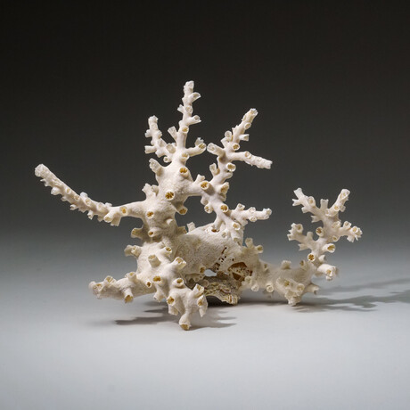 Genuine White Branch Coral v.1