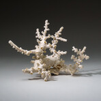 Genuine White Branch Coral v.1