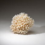 Genuine Birds Nest Coral v.4