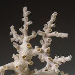 Genuine White Branch Coral v.1
