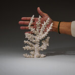 Genuine White Branch Coral v.2
