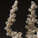 Genuine White Branch Coral v.2