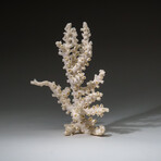 Genuine White Branch Coral v.2