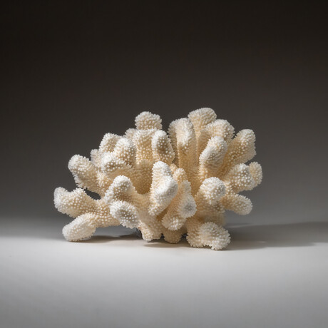 Genuine Cat's Paw Coral v.5