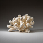 Genuine Cat's Paw Coral v.5