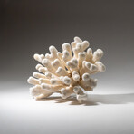 Genuine Cat's Paw Coral v.4