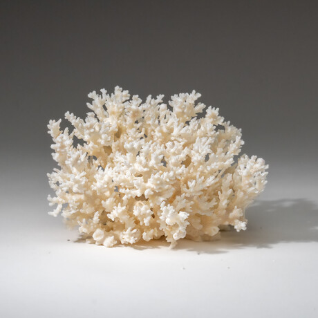 Genuine White Lace Coral v.3