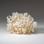 Genuine White Lace Coral v.3