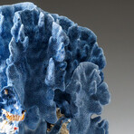 Genuine Blue Ridge Coral v.1