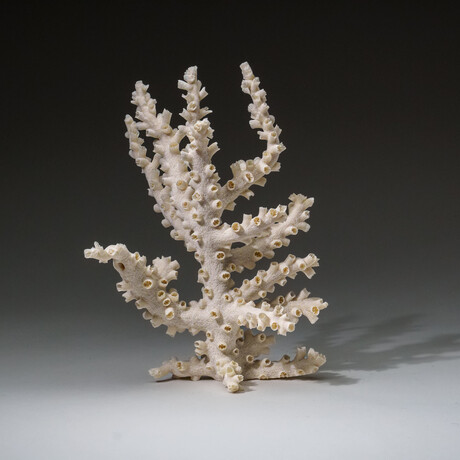 Genuine White Branch Coral v.2