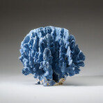 Genuine Blue Ridge Coral v.1