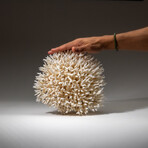 Genuine Birds Nest Coral v.5