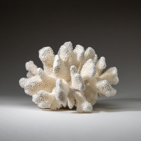 Genuine Cat's Paw Coral v.6