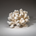 Genuine Cat's Paw Coral v.5