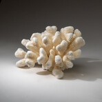 Genuine Cat's Paw Coral v.5