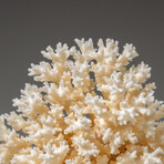 Genuine White Lace Coral v.1