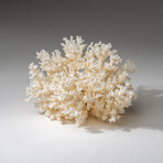 Genuine White Lace Coral v.3
