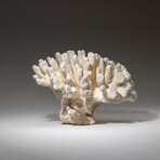 Genuine Cat's Paw Coral v.2