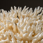 Genuine Birds Nest Coral v.5