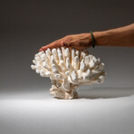 Genuine Cat's Paw Coral v.2