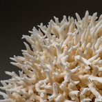 Genuine Birds Nest Coral v.5