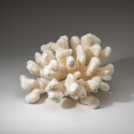 Genuine Cat's Paw Coral v.5