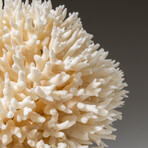 Genuine Birds Nest Coral v.4