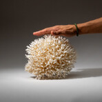 Genuine Birds Nest Coral v.4